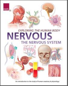 Exploring the Human Body: The Nervous System